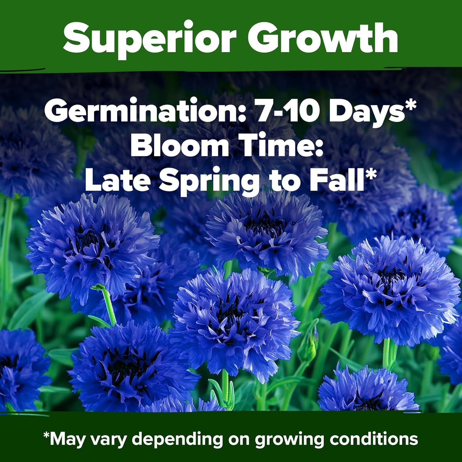 6000 Bachelor Button Seeds – Tall Blue Blooms for Low-Maintenance Wildflower …