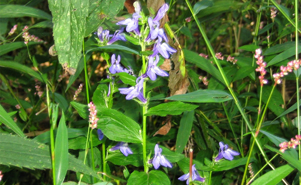 Lobelia inflata | Indian Tobacco | Puke Weed | 100 Seeds