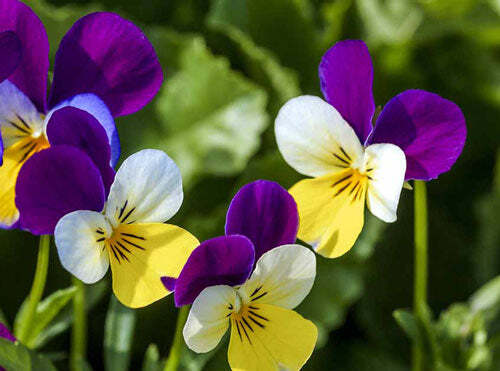 Viola cornuta | Johnny-Jump-Up | Violet-Yellow | 100 Seeds