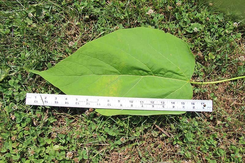 Catalpa Tree (multiple sizes with free Orange tree)