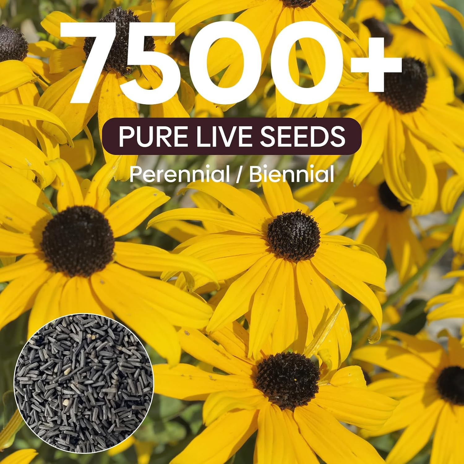 Black Eyed Susan Seeds, 7500+ Perennial Flower Seed to Plant Indoor & Outdoor, A