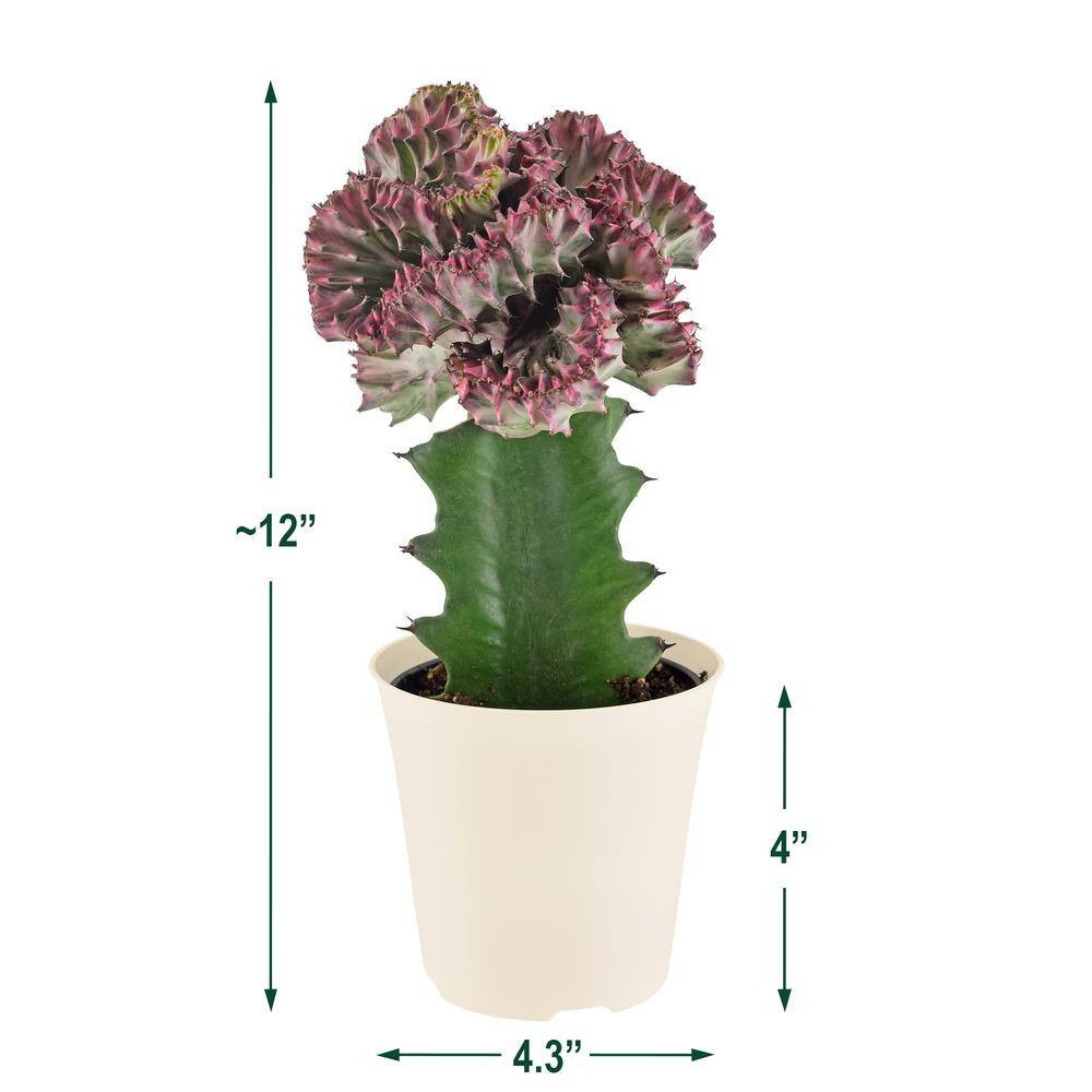 4 In. Light Purple Marmaid Tail Coral Cactus Live Indoor Plant in Beige Plastic