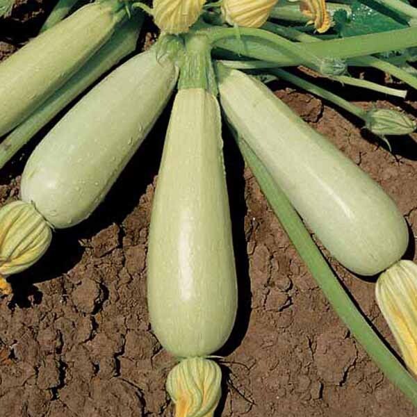 25 SUMMER TRIESTE WHITE SQUASH (ZUCCHINI) SEEDS Organic NON – GMO , 2025 season