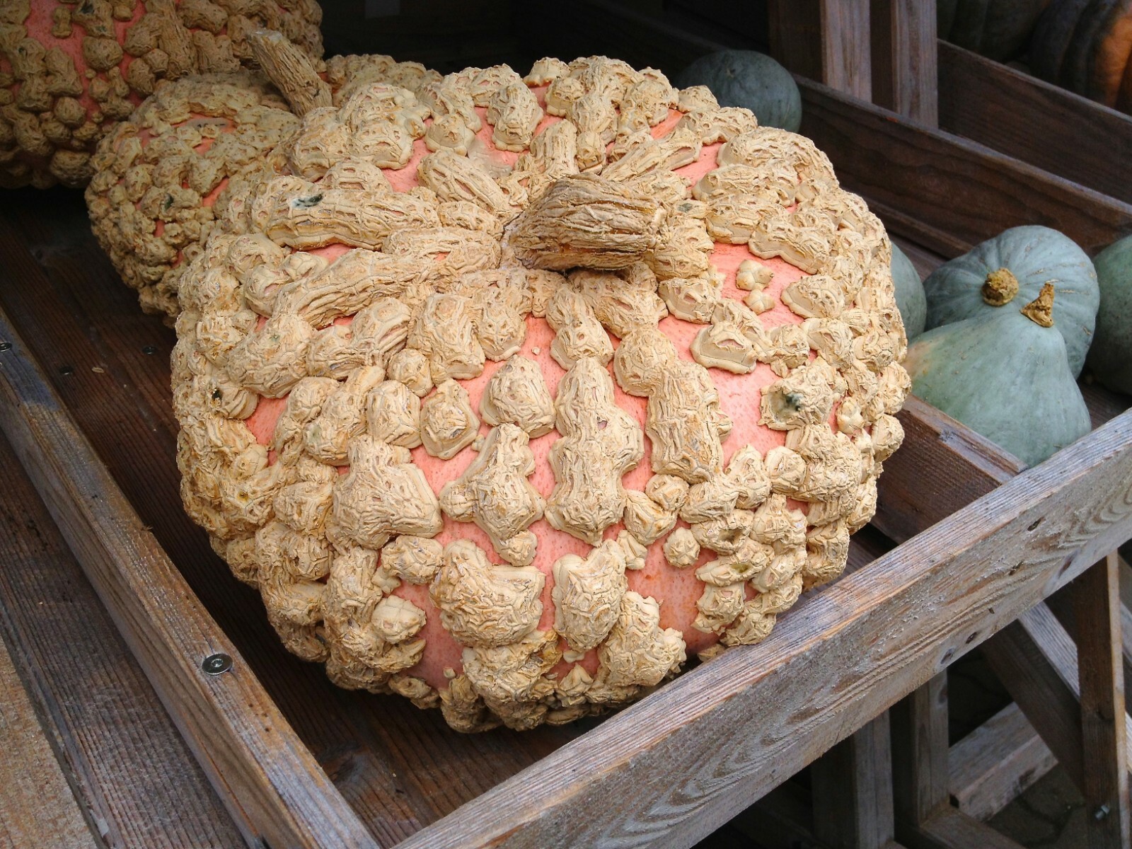 Peanut Pumpkin- Comb. S/H!