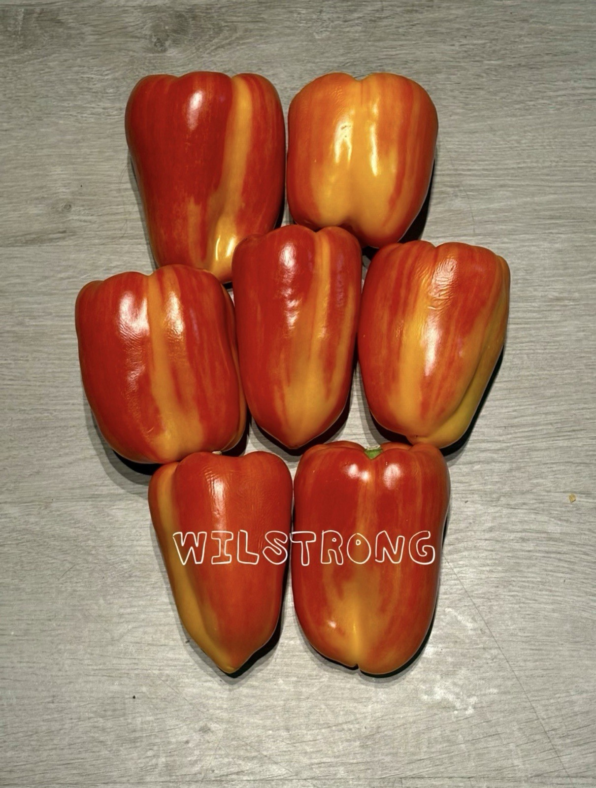 ALOHA BELL PEPPER SEEDS! 100+ SEEDS