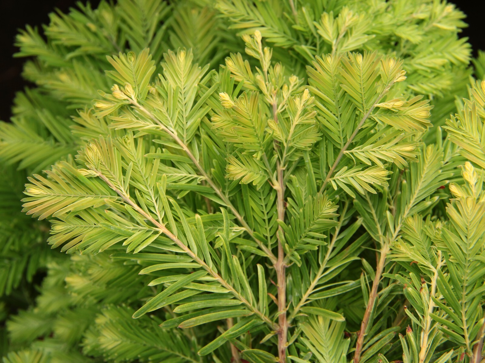 Metasequoia glyptostroboides ‘Schirrmann’s Nordlicht’ – North Light Dawn Redwood