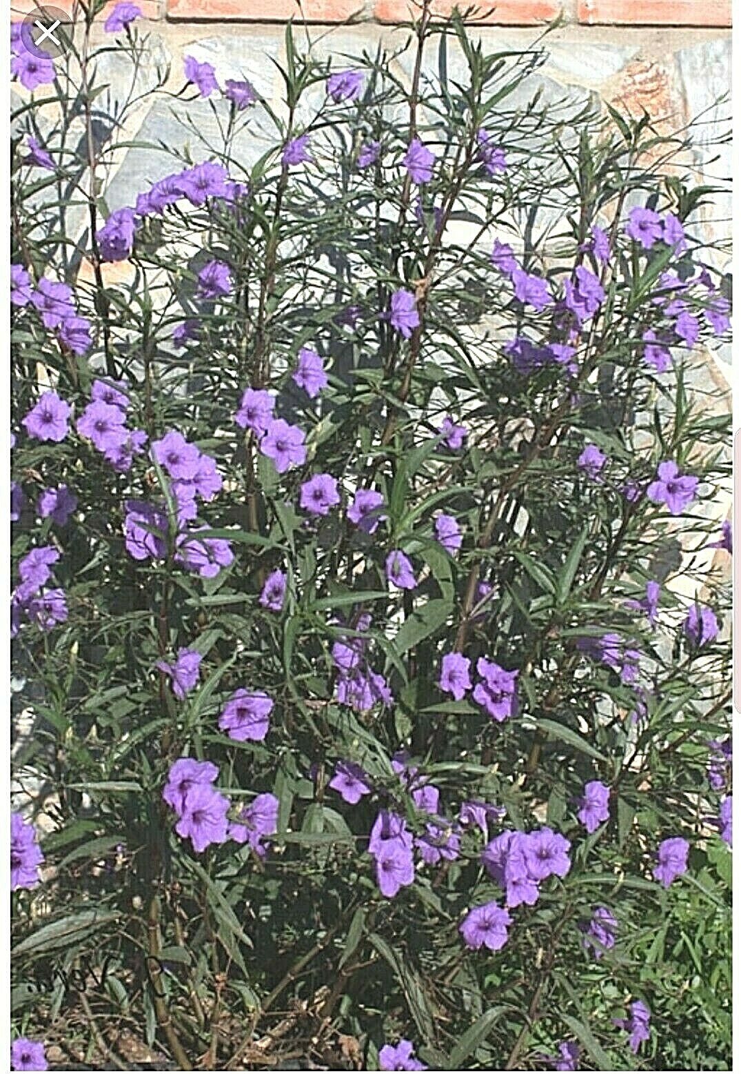 MEXICAN PETUNIA 10 Cuttings, Perennial, Attracts Butterflies, Hummingbirds