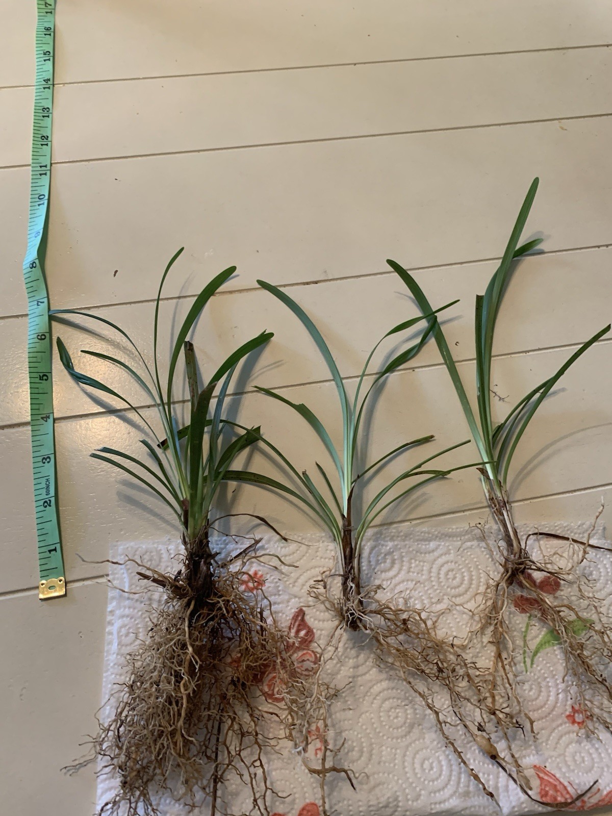 Liriope, Big Blue, Years Of Growth 90 Bare Root Plants 45.00.