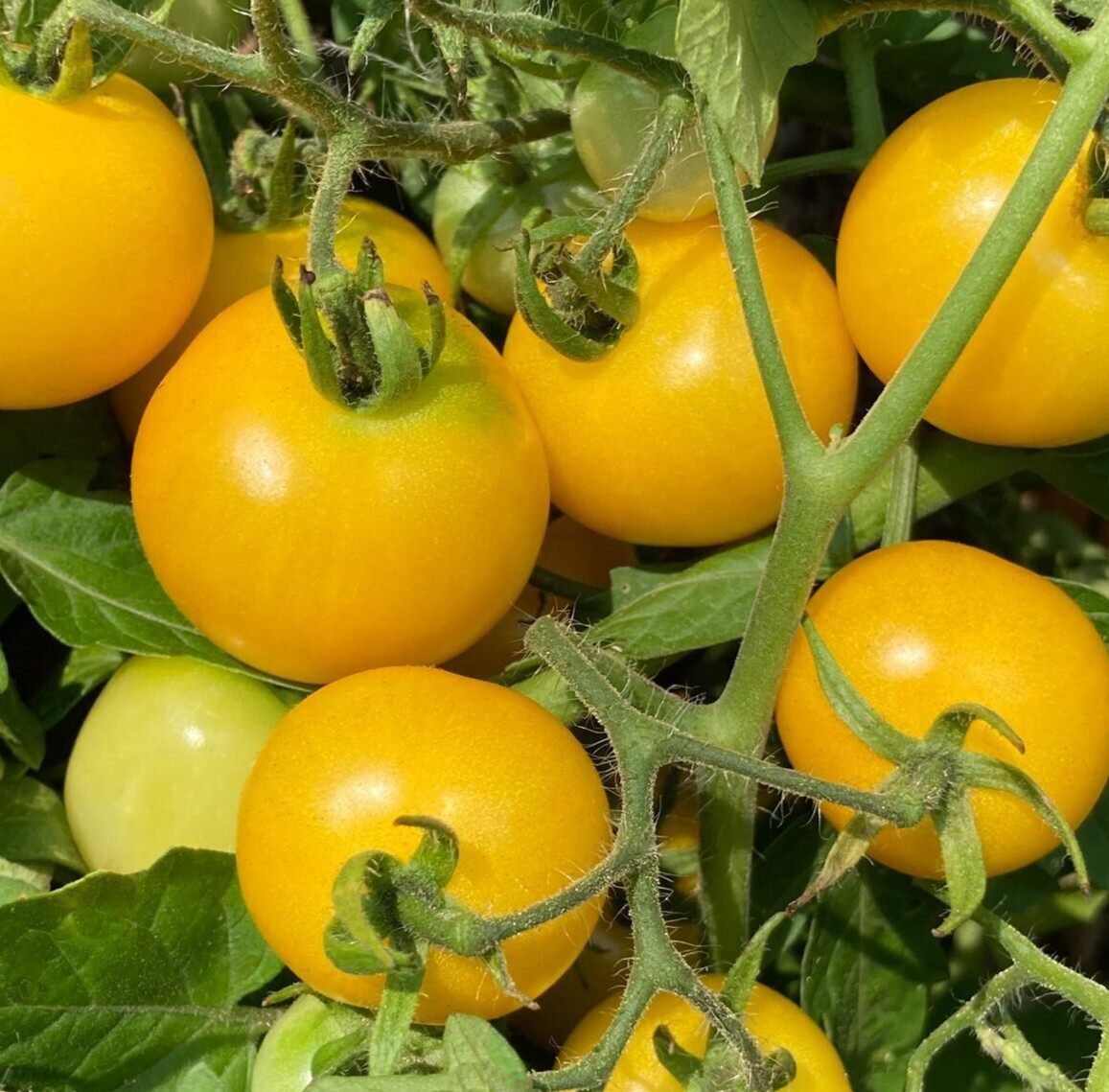 20 Choice Harvest of Fresh New Organic Sunshine Cherry Premium Tomato Seeds-B 71