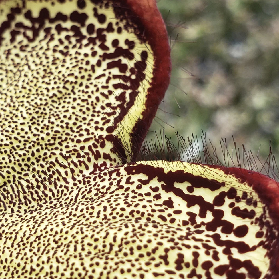 Edithcolea grandis 4″ Persian Carpet Flower Rare Starfish Succulent Plant