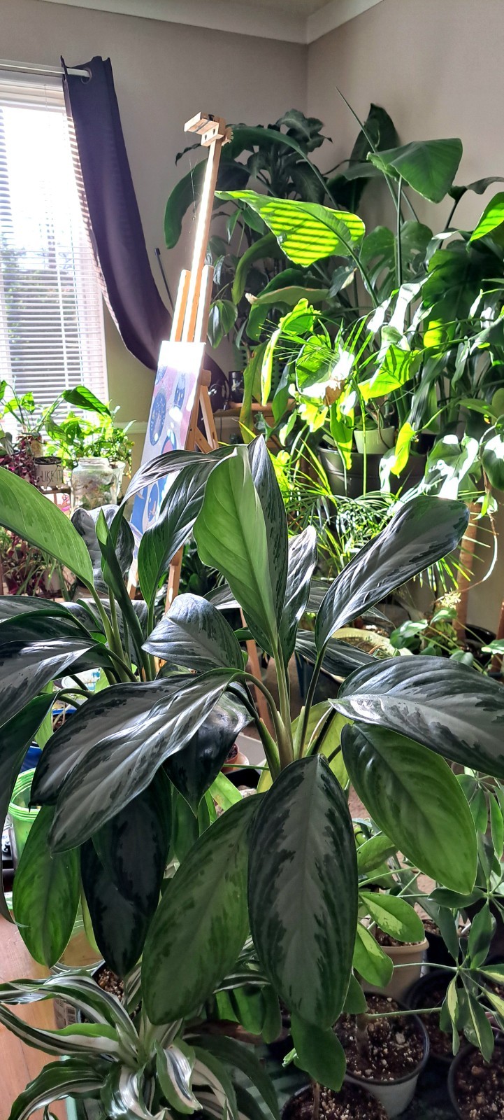 Straight Out Of The Propbox Mystery House Plant Bundle- 6 Plants