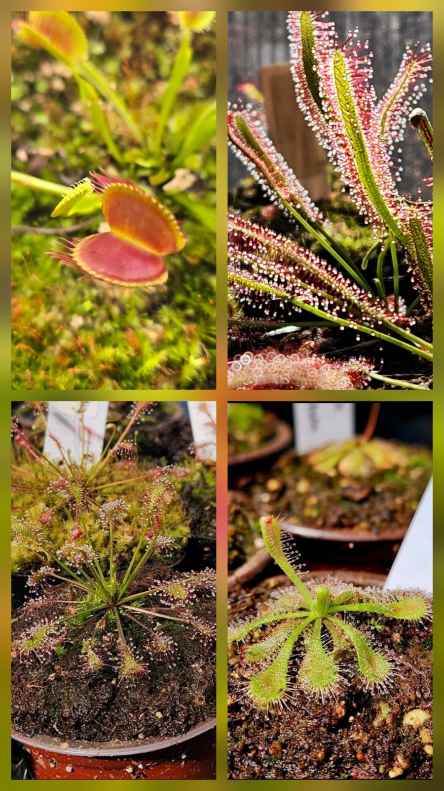 CARNIVOROUS PLANT 4 PACK- LIVE-DSCI (Sundews And VenusFlytrap)