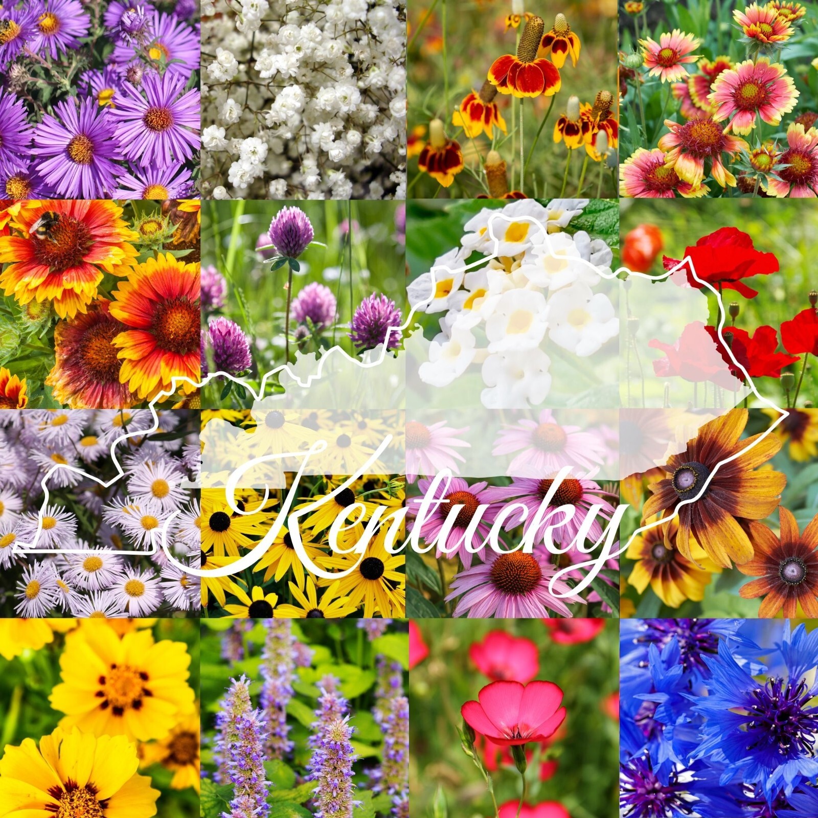1/4LB Kentucky Bulk Wildflower Seed Mix 1lb Covers 2,000sq-ft