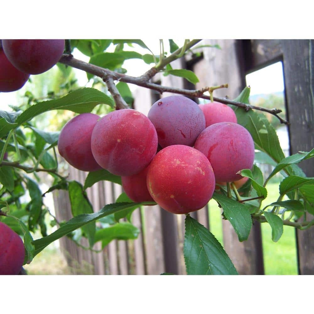 3 ft Bubblegum ‘Toka’ Plum Tree – Live Fruit Tree for Garden Planting