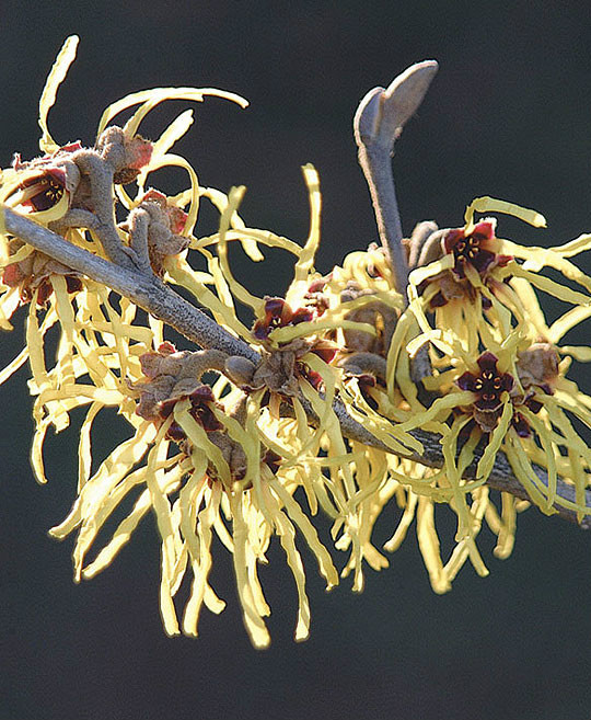 10 PALLIDA WITCH HAZEL SEEDS – Hamamelus mollis “Pallida”