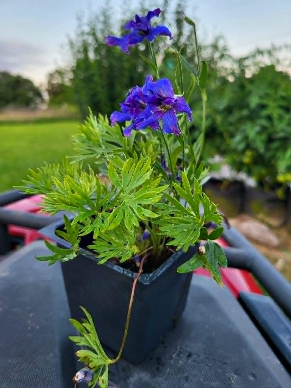 Blue Delphinium Grandiflorum “Blue Pygmy”, Live Plant 3 1/2 in Pot.