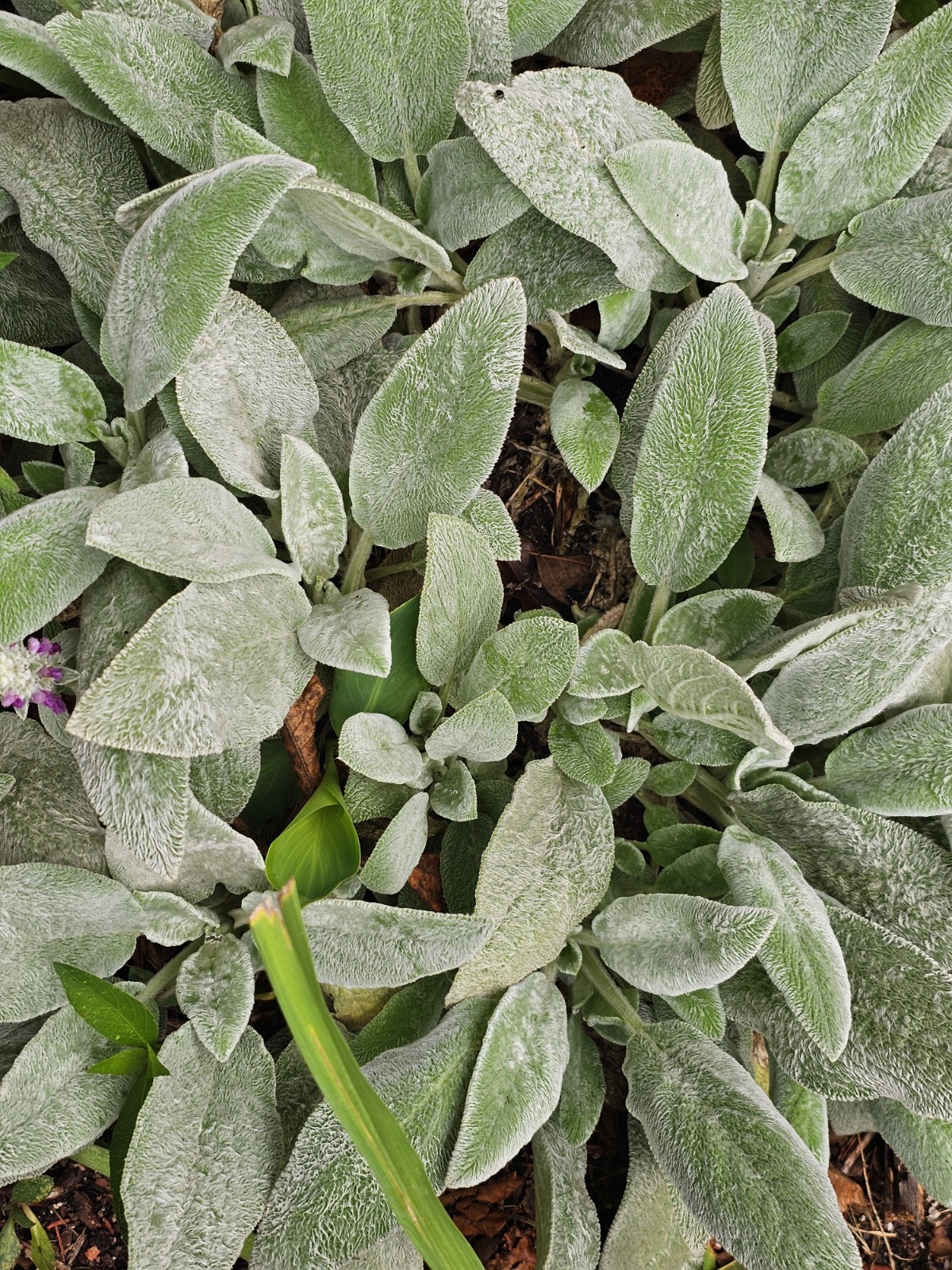 6 Lamb’s Ear Bare Roots Plants Stachys Soft Fuzzy Silvery Leaves Perennial