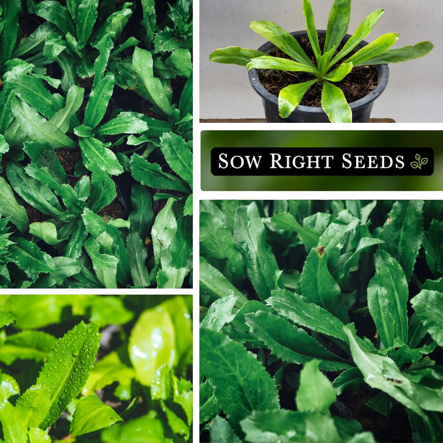 Sow Right Seeds – Culantro for Planting – Non-GMO Heirloom 1, Green