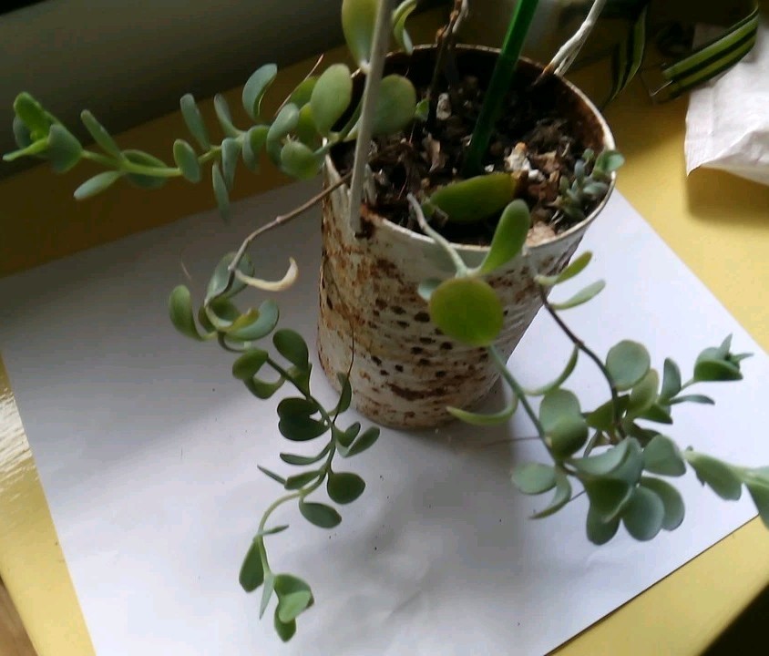 Flapjack Kalanchoe Succulent Paddle LIVE plant Cutting With Air Roots