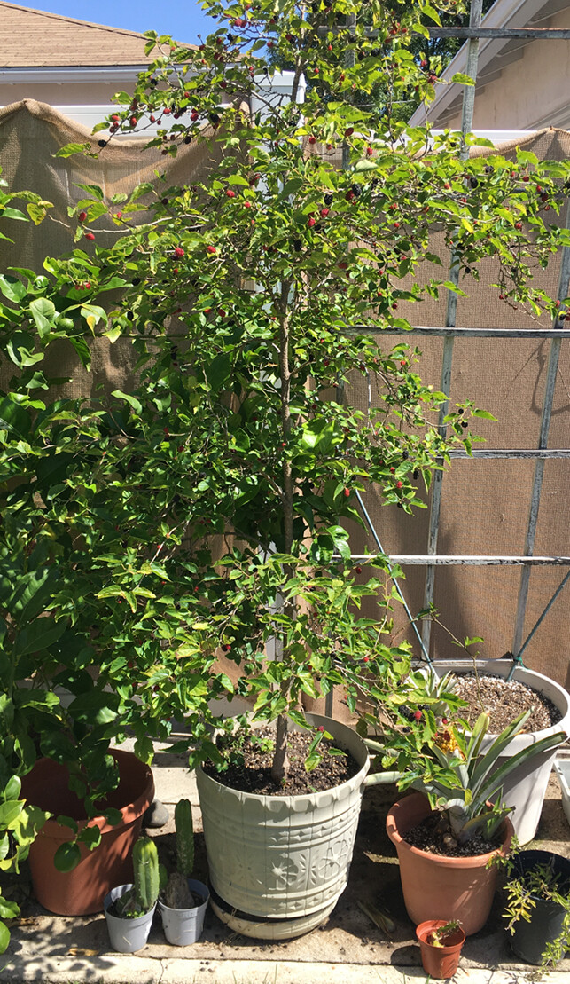 Dwarf Black Mulberry -Morus Nigra – Everbearing Live Plant Fruit