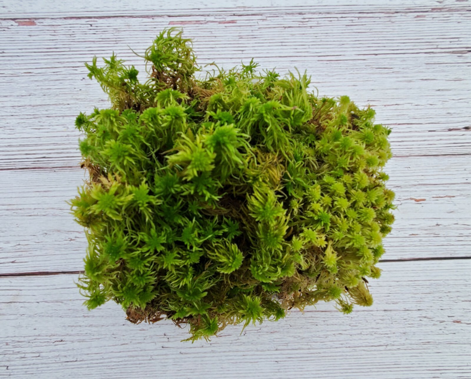 Fresh Live Sphagnum for Terrarium Vivarium Orchids Carnivorous 8″x10″ Bag
