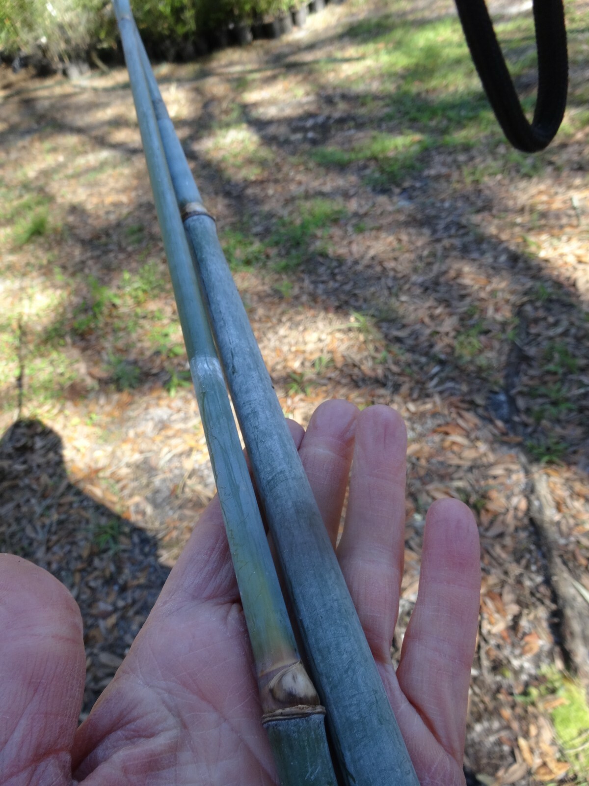 Blue Timber Clumping Bamboo Bambusa- 1 Value Priced Division / Rhizome / Plant