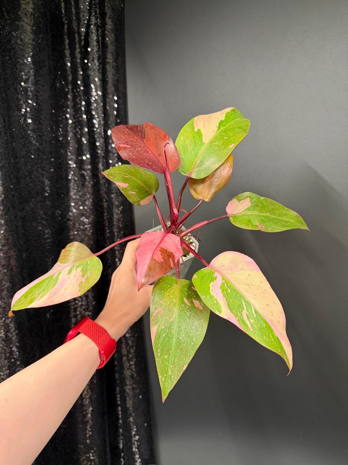 Philodendron Persimmon Princess Variegated, Exact Plant, US Seller