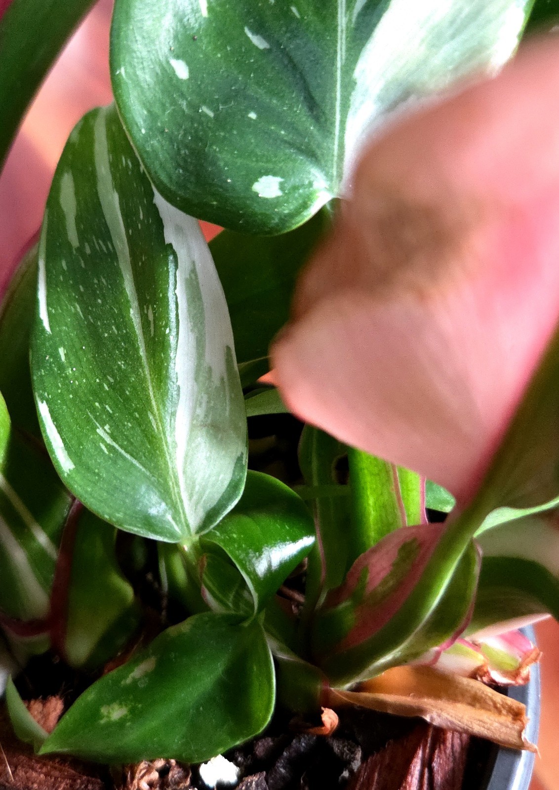 Rare Philodendron White Princess Tricolor 25″ Tall w/ Pups Not Aroid Anthurium