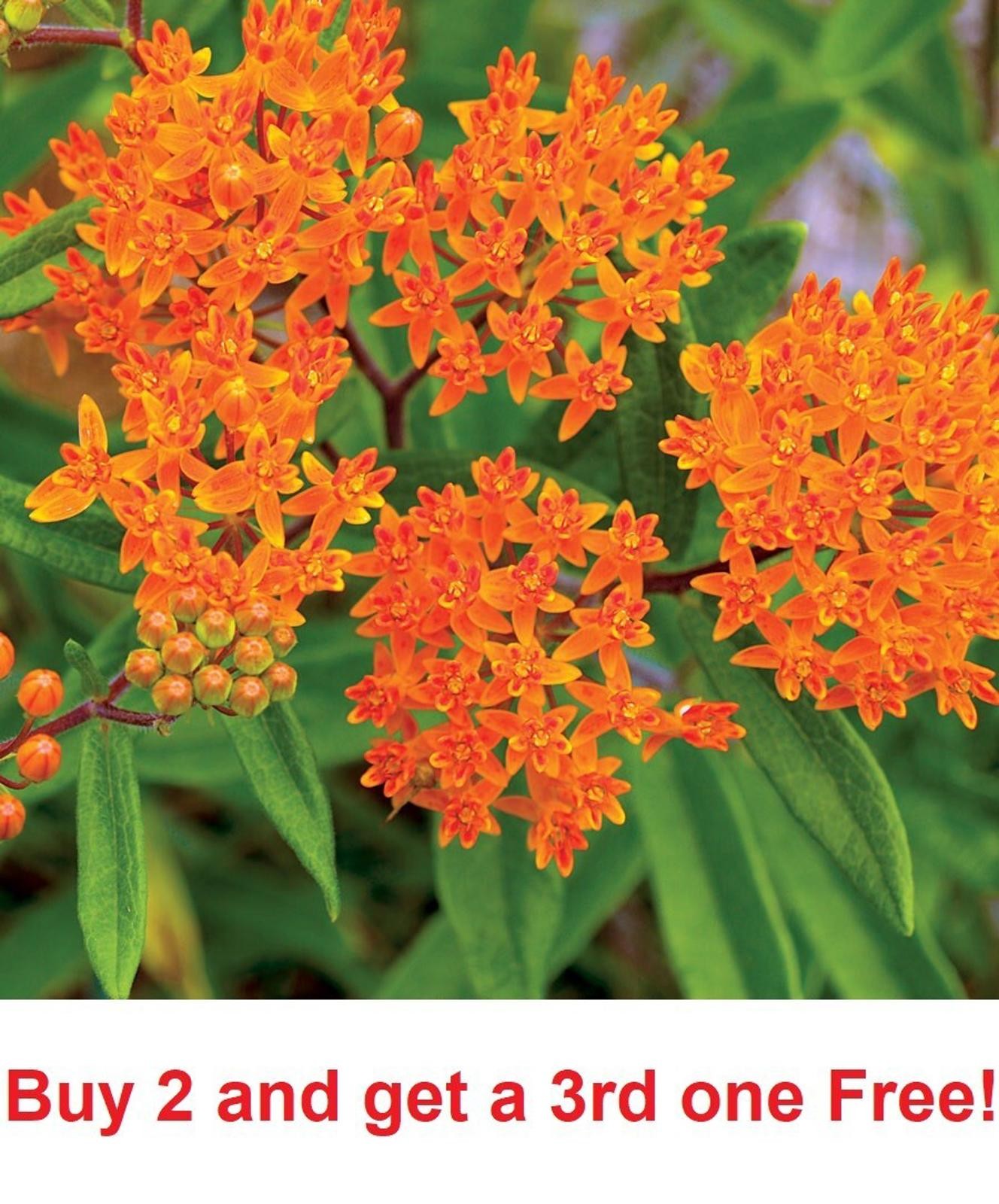1,000 seeds of Orange Butterfly Weed, Milkweed aka Asclepias tuberose