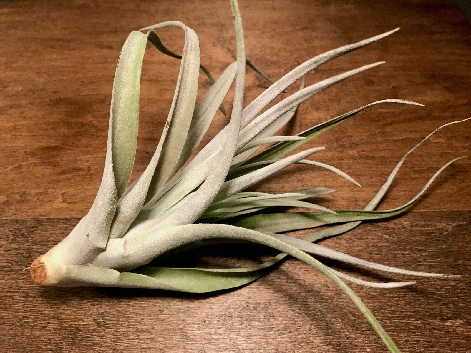 Harrisii Air Plant (Easy Care, Beginner Friendly Plant)