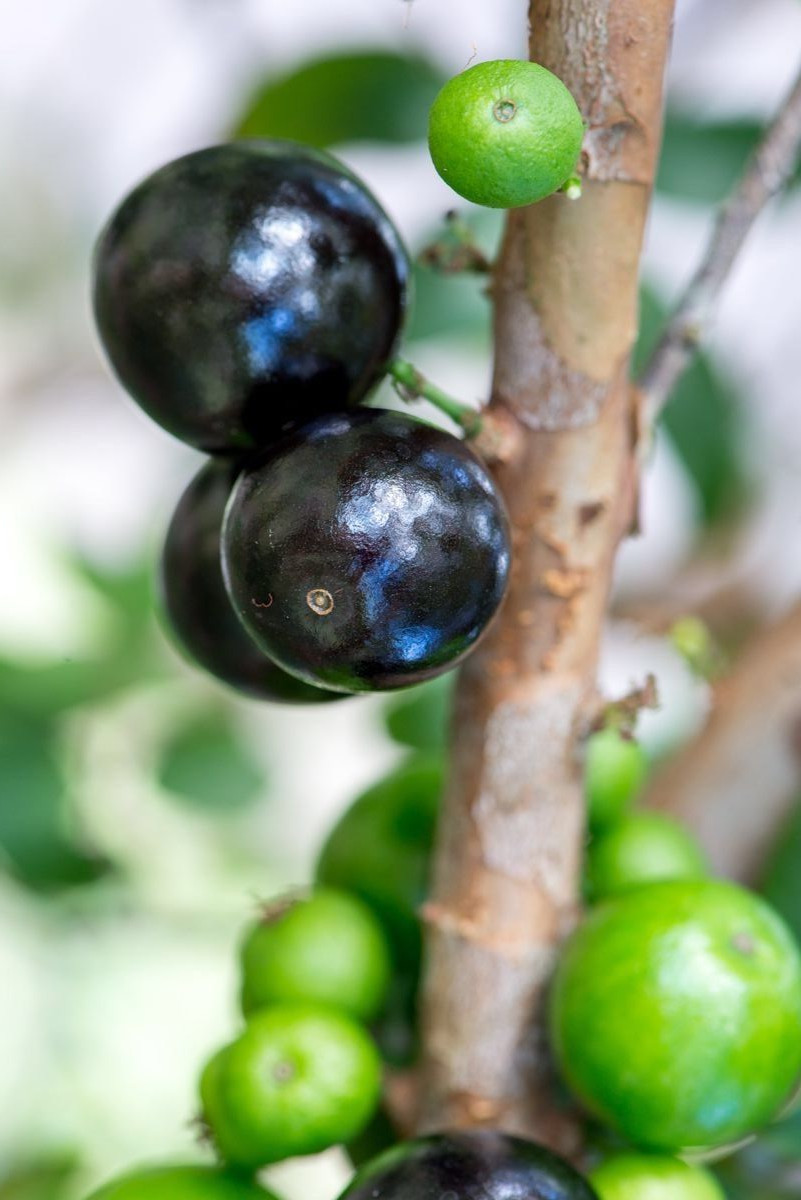 Jaboticaba Plinia Cauliflora Brazilian Sabara Grape Seedling Plant Fruit Tree