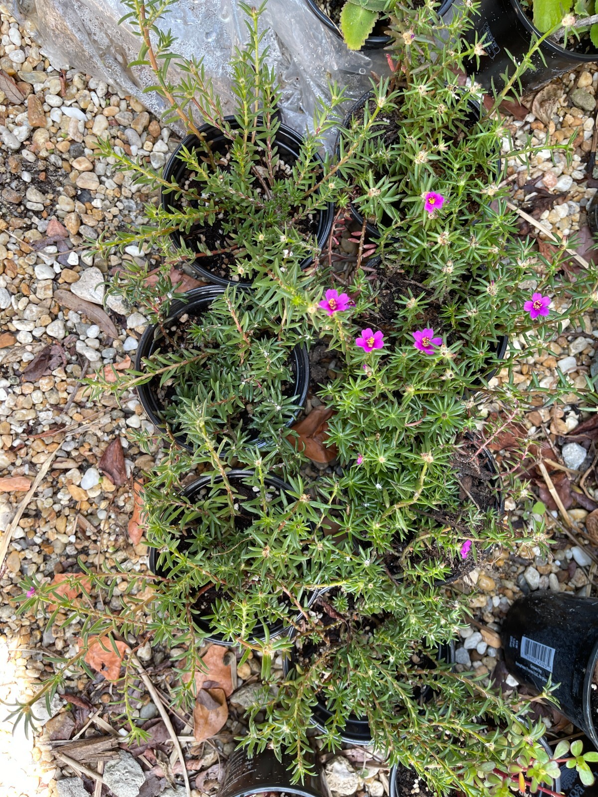 Teeny tiny, so pretty Portulaca Live plant Potted Moss Rose Purslane pot
