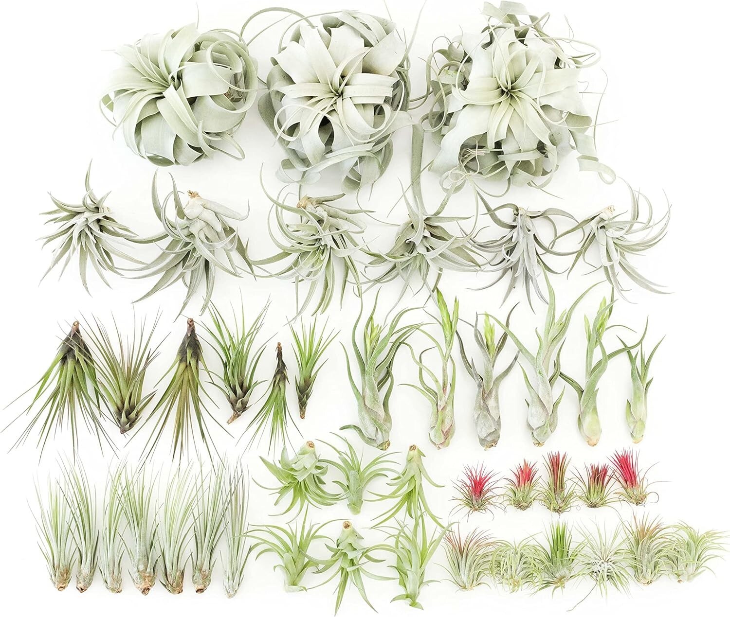 Air Plant Variety Pack of 48 – Live Tillandsia – Easy Indoor Outdoor Home Decor