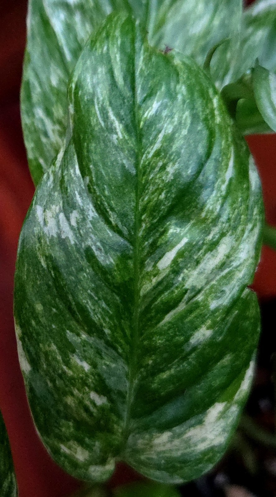 Rare Monstera Laniata Mint Tricolor 14″ Tall 2 Plants No Philodendron Anthurium