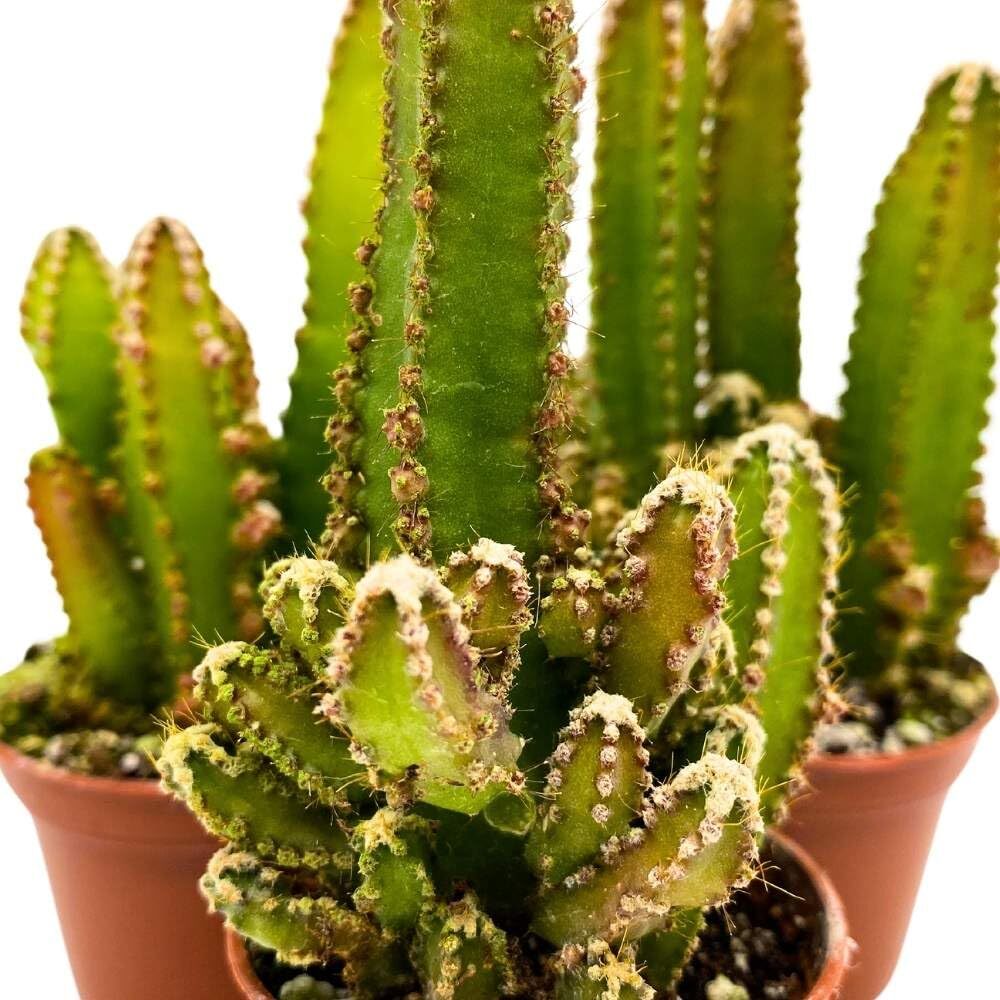 Fairy Castle Cactus, 2 inch Set of 3, Acanthocereus tetragonus Tiny Mini Pixie P