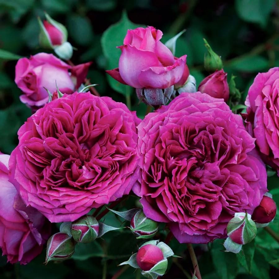 Carpet Creeping 305 Climbing Rose Rosa Seeds For Planting Outdoors-Strong
