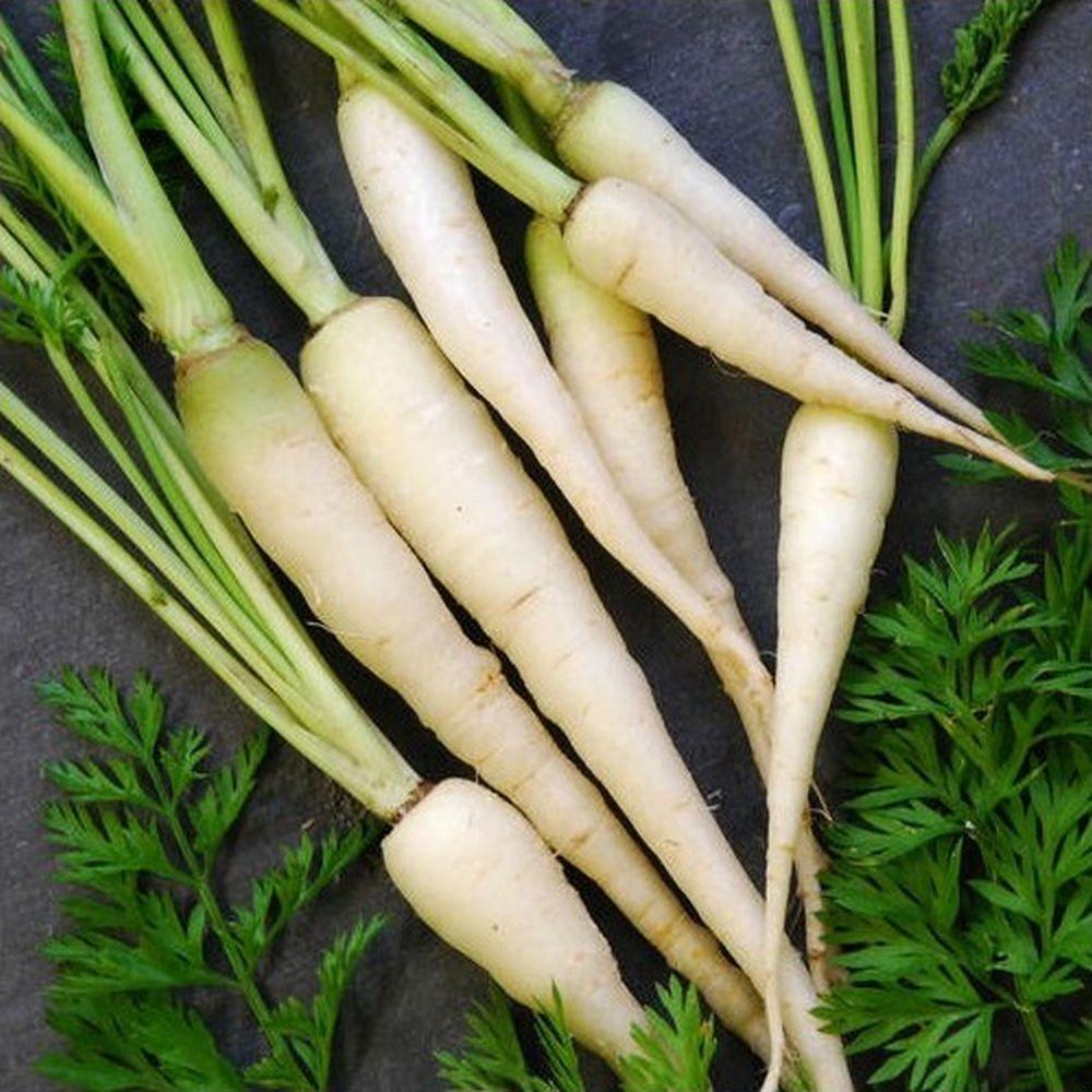 Lunar White Carrots 300 – 32,000 Seeds Coreless RARE Bulk Tastiest Wholesale