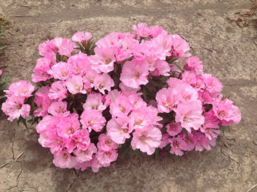 Pink Godetia Flower Seeds, Native Wildflower, Clarkia amoena, FREE SHIPPING