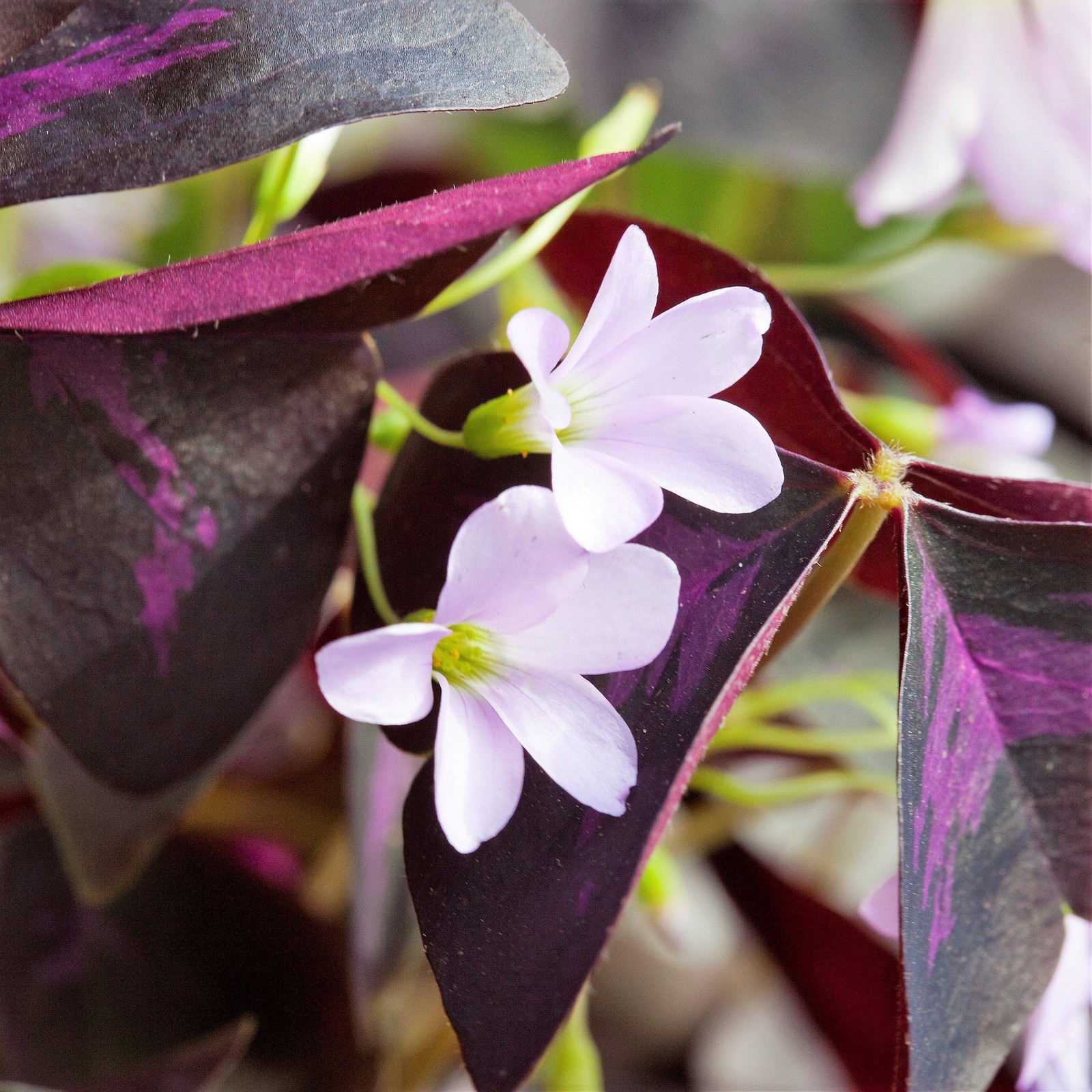 Oxalis Triangularis Purple Shamrocks 20 Plant Bulbs, Easy to Grow
