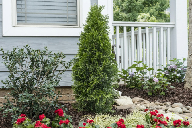Live Thuja ‘Green Giant’ Plant – 12” Tall – 4” Pot – Evergreen Tree