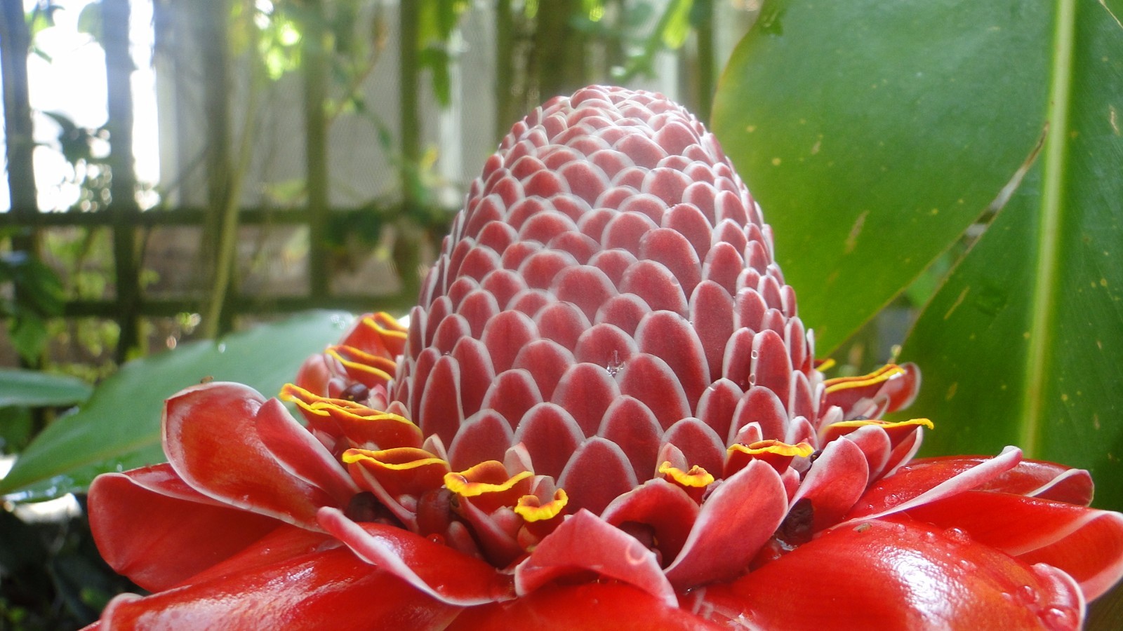 Etlingera elatior Pink Torch Ginger 10 seeds