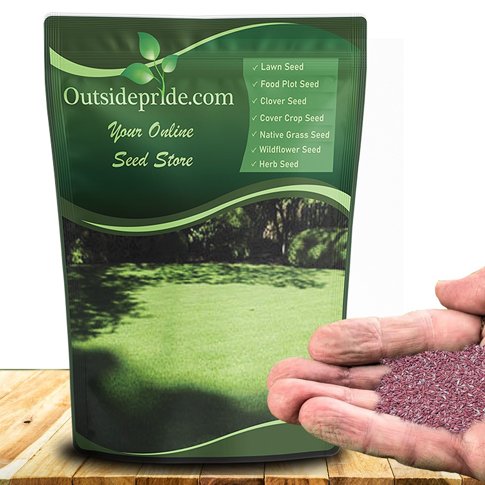 10 LBS – OptiGrowth Coated Poa Supina Grass Seed Blend – Shade Grass Seed