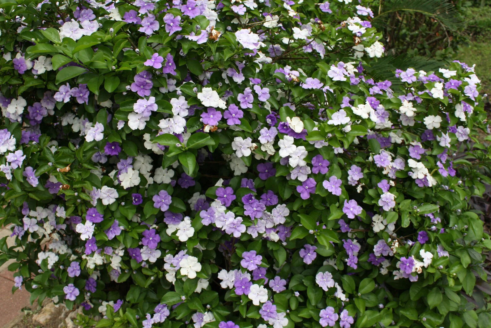 5 Heirloom Seeds- Brunfelsia – -Yesterday Today and Tomorrow -3 Colors One Plant