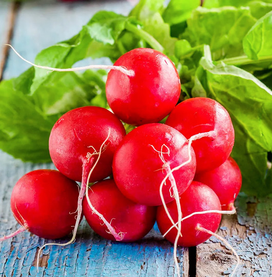 Champion Radish Seeds | Raphanus Red German Giant Cherry Belle Daikon Seed 2024