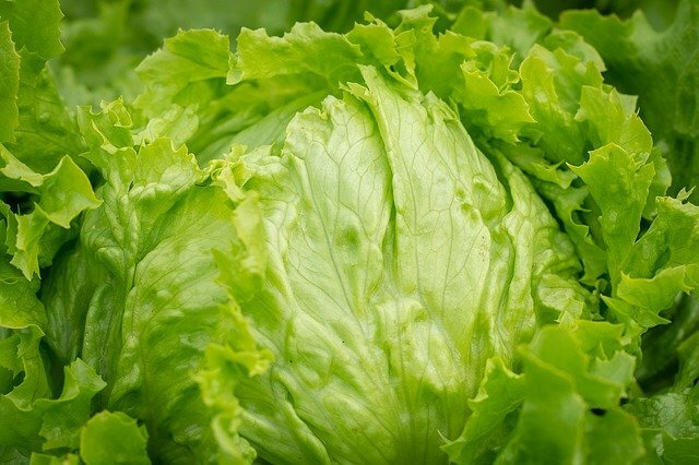 1000+ Crisphead Iceberg Lettuce Seed Heirloom NON-GMO Fresh Seeds-MILD & SWEET
