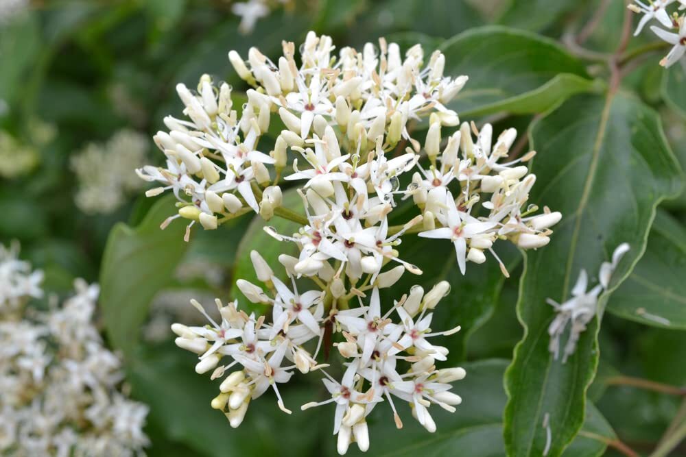 Silky Dogwood Seeds for Planting – 30 Seeds – Cornus Amomum