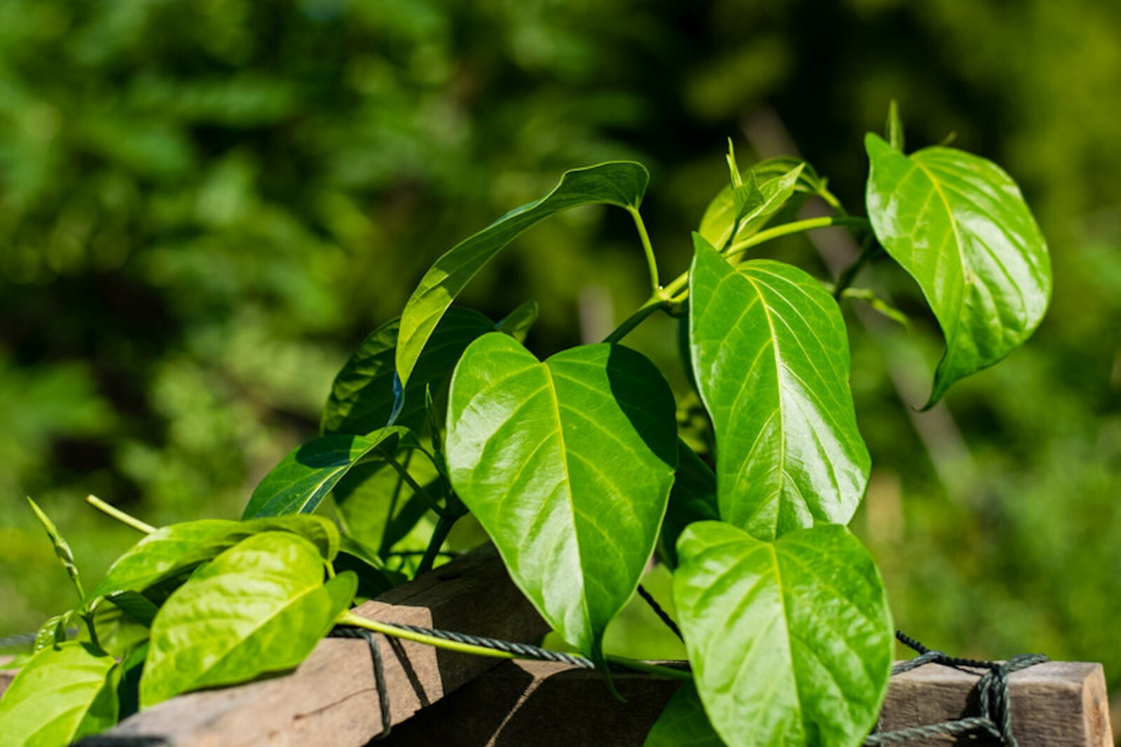 Tropical Seeds -Gymnema sylvestre- 5 Garden Seeds- Gurmar