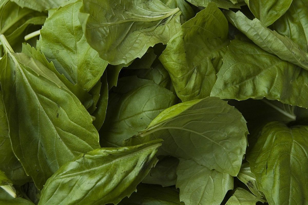 Genovese Basil Seeds Ocimum basilicum Herb Non-GMO, Herb Seeds, With Tracking