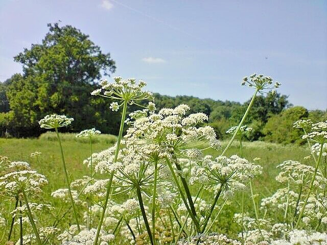 BULK, QUEEN ANNS LACE 10,000 SEEDS, DAUCUS CAROTA, WILD CARROT, HARDY