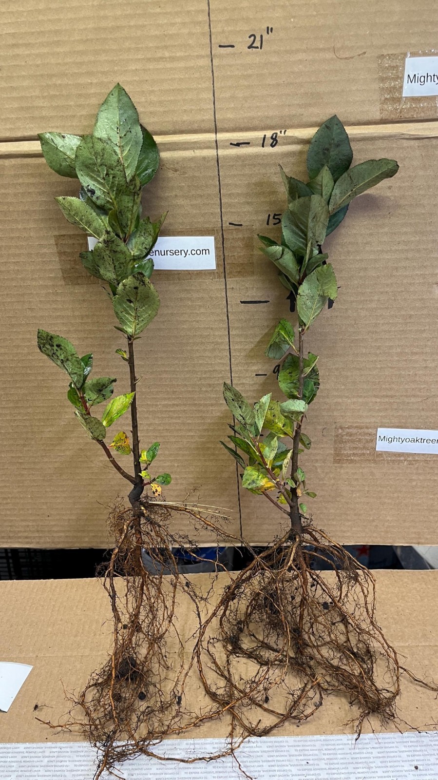 Aronia melanocarpa – Black chokeberry, 2 year old plant 12-18 inches tall